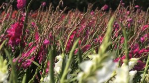 Netherlands flowers and Gladiolus  Wind, cloud, lanscape  Silence TV, 4K