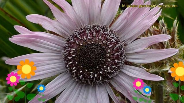 Беркхея пурпурная. Краткий обзор, описание характеристик, где купить berkheya purpurea смотреть онлайн