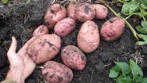 Вкусовые Качества Картофеля Беллароза
