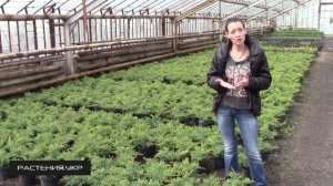 Можжевельник чешуйчатый Холгер / Можжевельник посадка и уход / хвойные растения