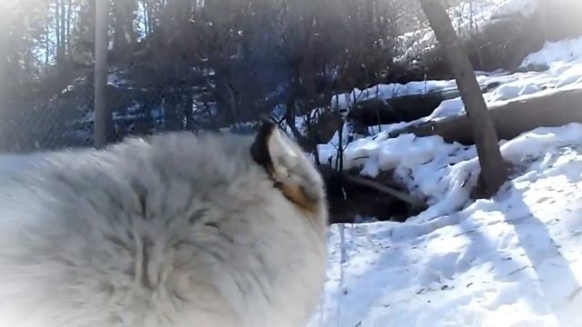 ПОЧЕМУ СОБАКИ ВОЮТ???
