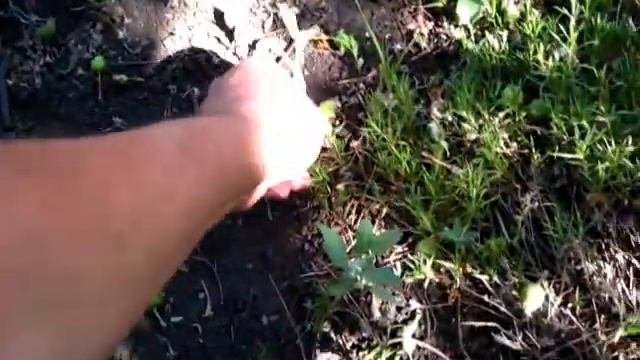 Применение минеральных удобрений и органики при поливе растений