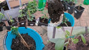 Посылка с клематисами. Питомник "Клематисы юга"... Стоит там покупать или нет?