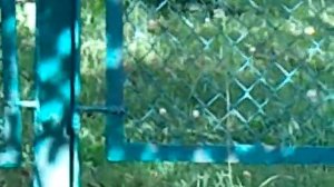 (ШОК)Мутант или кот с шестью лапами