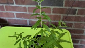 Aloysia citriodora (lemon verbena) plant review