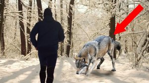 МУЖЧИНА в лесу прикормил ПСА, но узнав кто это, он не поверил своим ушам!