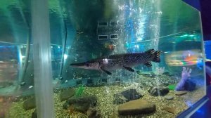 Океанариум в Краснодаре