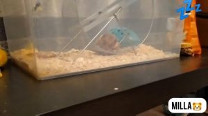 ?Cute hamster falls asleep and listens to relax music | ✨Хомяк засыпает под колыбельную