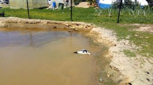 Индоутки//Можно ли утятам купаться?