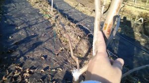 Растяжка молодого дерева,для скорейшего плодоношения.