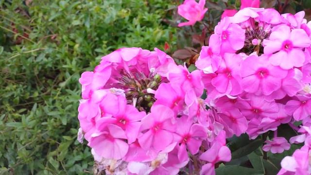 hummingbird moth Wisconsin USA смотреть онлайн