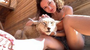 РЫСИ ОХОТЯТСЯ НА КОТА / Енот Тимофей пробрался к Матвею