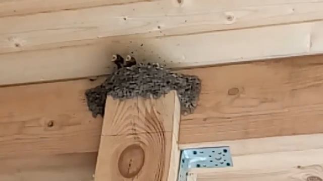 Гнездо ласточек внутри дома :  13 08 2018 смотреть онлайн