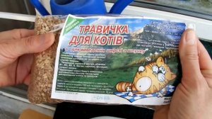 Как сделать растительную композицию "ёжик"? (коты её едят). mp4