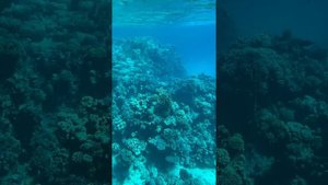 Коралловый Риф отеля Park Regency Sharm El Sheikh 2021