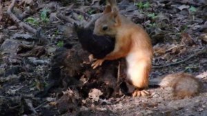 Белка с тряпочкой