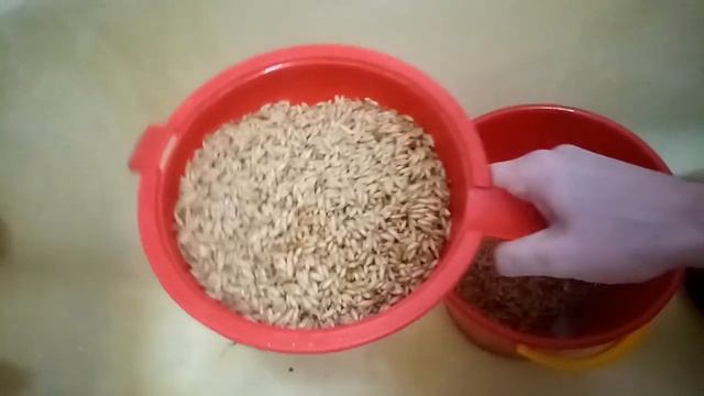 Как прорастить овёс,травка для животных