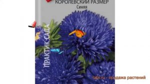 Астра королевский Синяя (sinyaya) ? королевский астра Синяя обзор: как сажать, семена астры Синяя