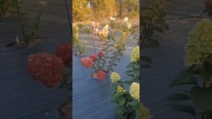 метельчатая гортензия Меджикал кэндл