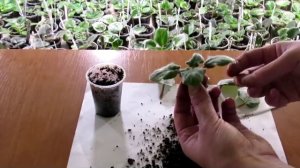 Загнивание корней фиалки. Причины и последствия.