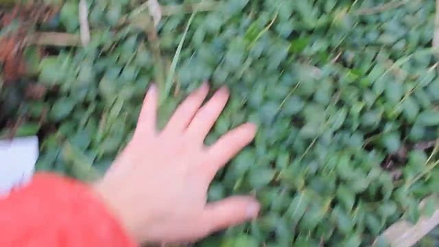 Почвопокровные: Барвинок (ноябрь)