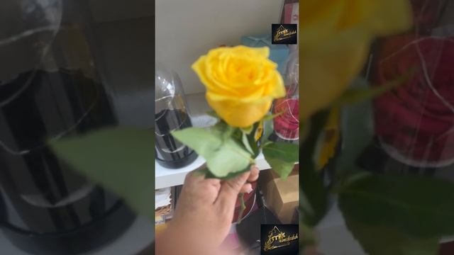 ما هو معنى الوردة الصفراء؟What is the meaning of the yellow rose?