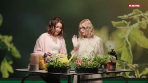 Астры, бархатцы, колокольчики или календула?