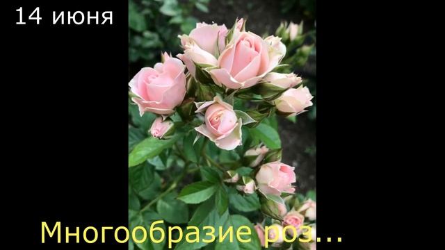 Мой садовый участок в 2020 году: обзор цветения с марта по ноябрь | My Garden in 2020: An Overview смотреть онлайн