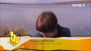 В Шершневское водохранилище выпустили молодь сазана.mp4