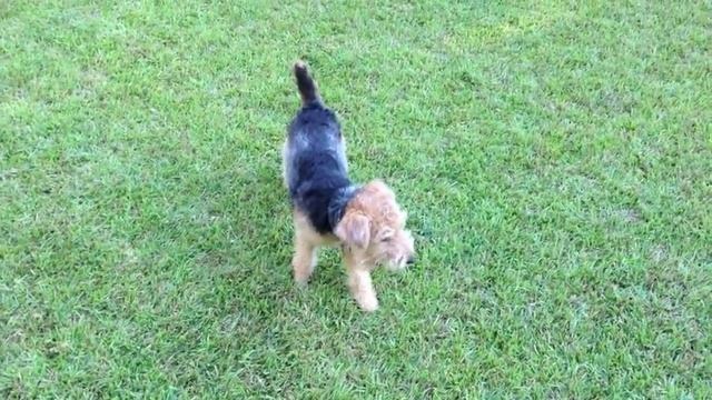 Lakeland Terrier Puppy Playing in the Backyard смотреть онлайн