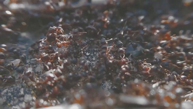 МУРАВЬИ НЕ ЛЮБЯТ ЭТО! СРАЗУ УЙДУТ НАВСЕГДА! САМЫЙ БЫСТРЫЙ СПОСОБ КАК ИЗБАВИТЬСЯ ОТ МУРАВЬЕВ И ТЛИ! смотреть онлайн