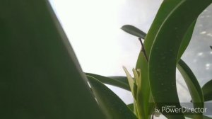 Чехлы у каттлей. Почему в чехлах могут загнивать бутоны?