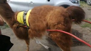 Катание на ламе