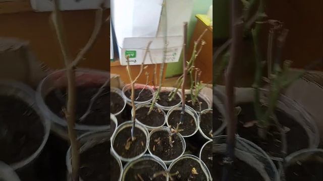 Хочу как в сказке Морозко смотреть онлайн