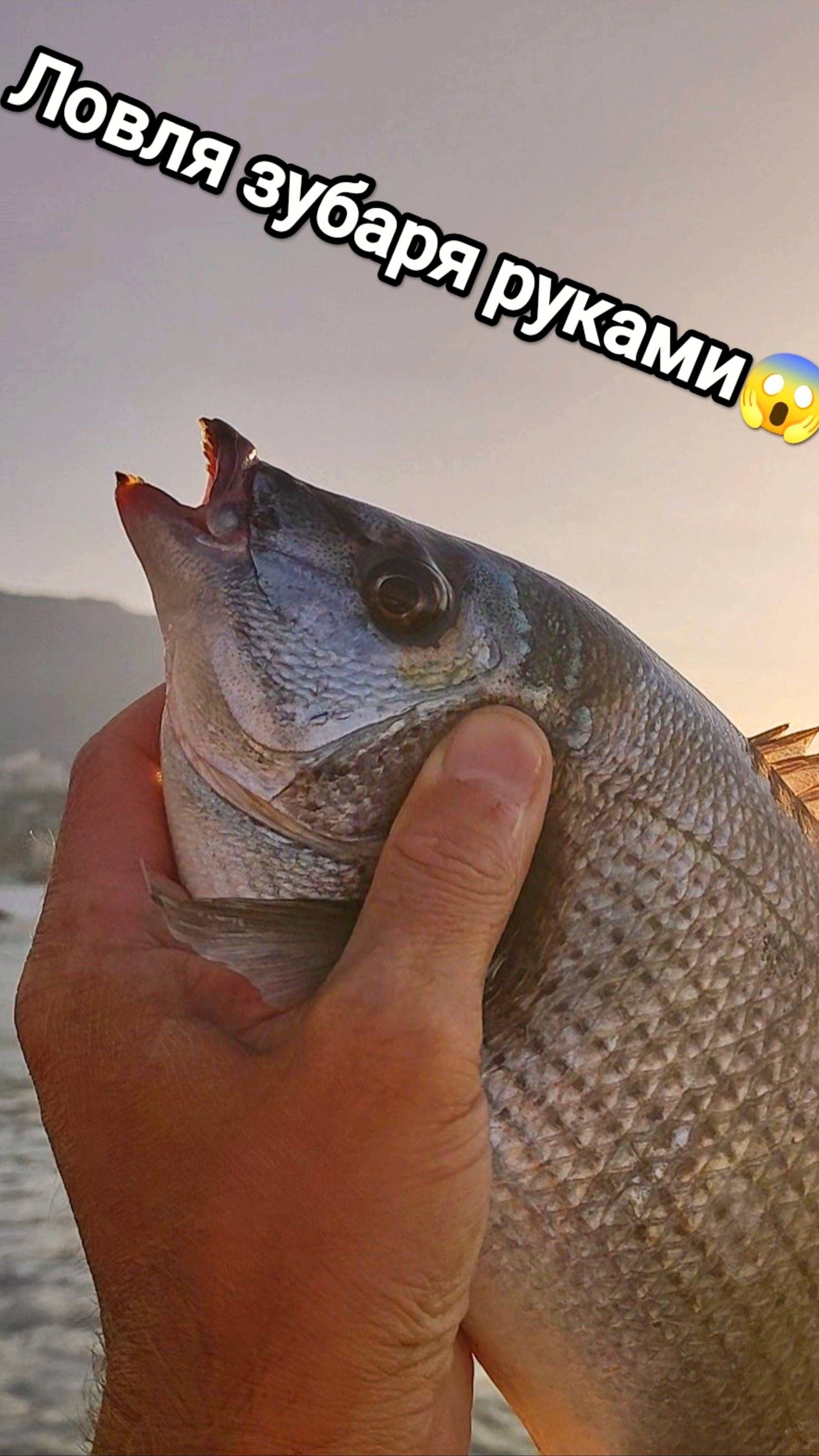 Рыбалка в Ялте. Ловля зубаря руками. Морская рыбалка в Крыму.
