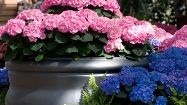 Как правильно пересадить комнатную Гортензию. Пересадка Гортензии в домашних условиях.