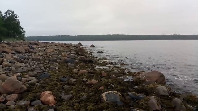 Белое море. Каменистая литораль.