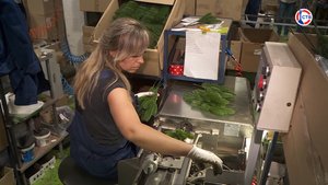 Компания «Макс Кристмас» — Достижения Севастополя