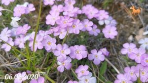 Сибэккилэр.
Тоҥноох дойду иэнигэр
Толлубакка тыллаллар.