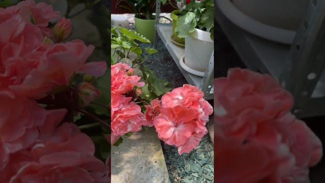 28 июля 2022 г. Пеларгония Pelargongaragenet za Novis Hanna,черенкую на заказ смотреть онлайн