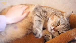 ? Прибыло ли молоко у кошки? Как увеличить лактацию?