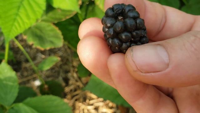 Ежевика Бжезина созрела. смотреть онлайн