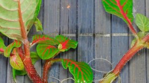 Правила и способы размножения фиттонии в домашних условиях.