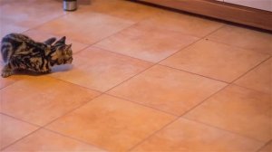 Что на самом деле означает язык тела кошки! Поймите поведение вашей кошки (факты о кошках)