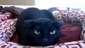 Котики ржака