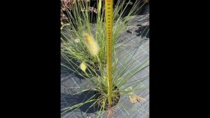 Пеннисетум (перистощетинник) лисохвостный Хамельн