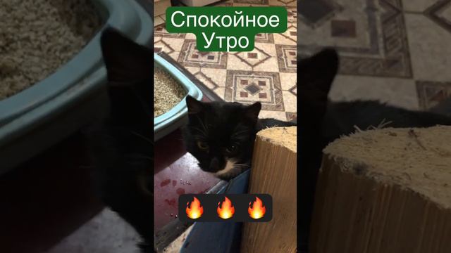 Сонные 🐈⬛ Коты 🐈 Досочка с Секретом 👁️ #большойдомвдеревне #домвдеревне