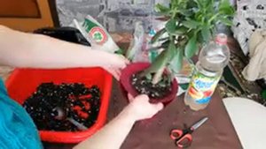 Розы с магазина. Почему хойя не цветет и как это исправить.