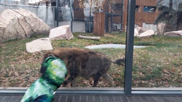 ХАРЬКОВ - НОВЫЙ ЗООПАРК - ЛУЧШЕ ЧЕМ в ЕВРОПЕ ? смотреть онлайн