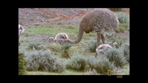 Птица Нанду